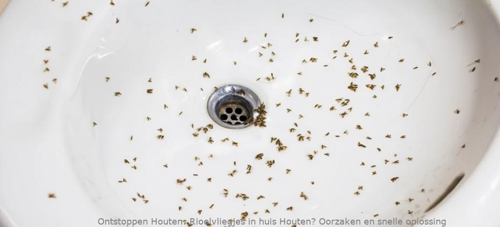 Rioolvliegjes in huis Houten? Oorzaken en snelle oplossing